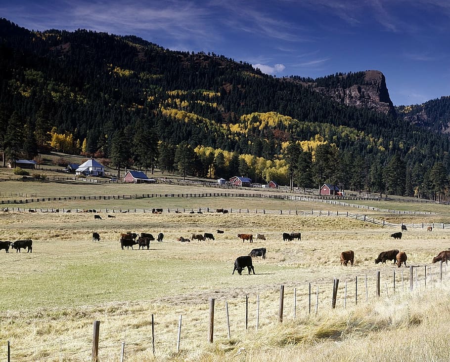 ranch, cattle, grazing, eating, pasture, fences, agriculture HD wallpaper