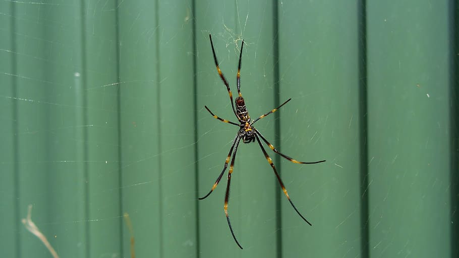 insect, spider, close-up, bug, web, green color, animal wildlife HD wallpaper