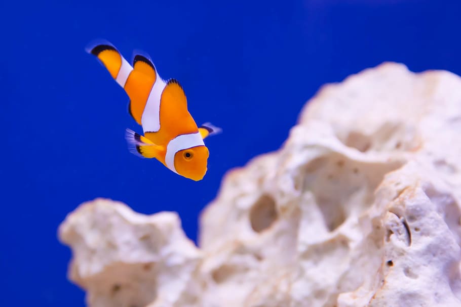 Clownfish in macroshot, anemone, animal, aquarium, marine, ocean, HD wallpaper