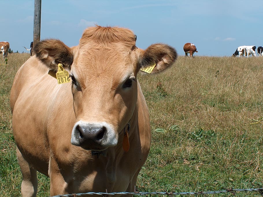 cow, pasture, alm, mammal, animal themes, domestic animals HD wallpaper