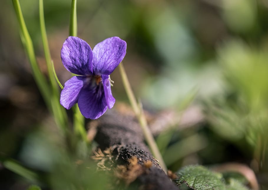 flower, violet, flowering plant, beauty in nature, growth, purple HD wallpaper
