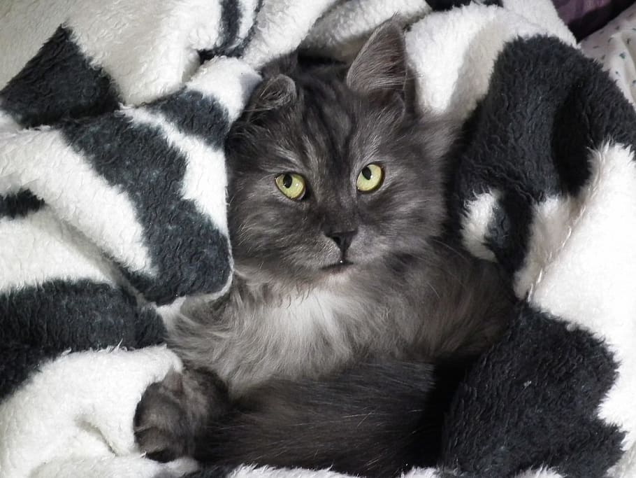 long-fur black cat on white comforter, pets, animals, cat eyes