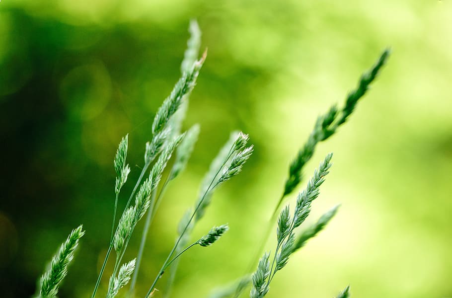 selective focus photography of green grass, Flower, Nature HD wallpaper