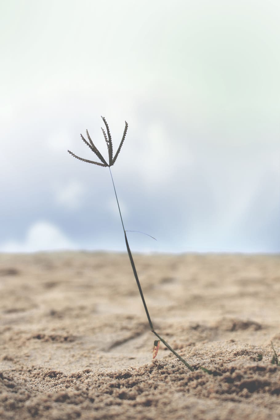 singularity, beach, sand, minimal, fauna, white, life, sky HD wallpaper