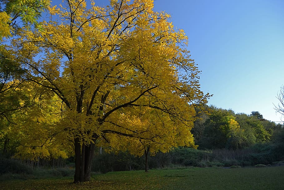 Tree, Yellow, Leaves, Forest, autumn, plant, nature, no people HD wallpaper