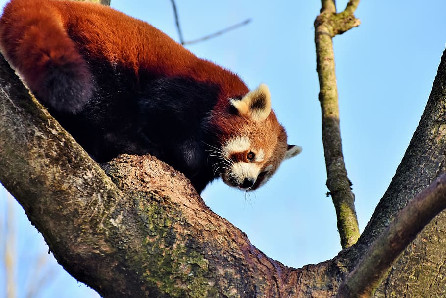 panda, panda bear, brown panda, mammal, cute, red panda, bamboo HD wallpaper