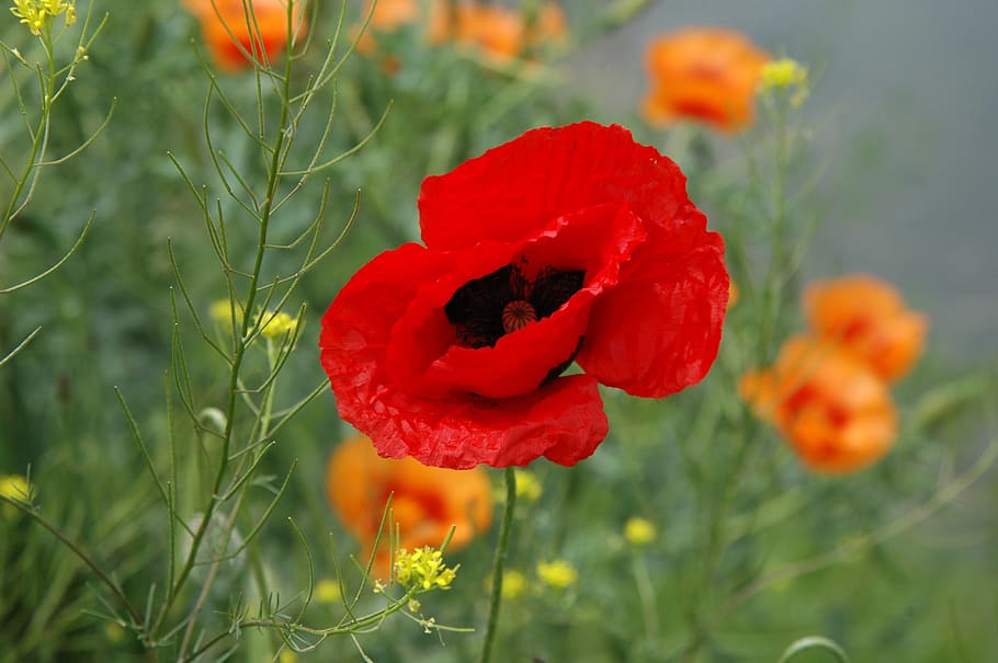 Spring, Wild, Red Poppy, nature, flower, plant, summer, field HD wallpaper