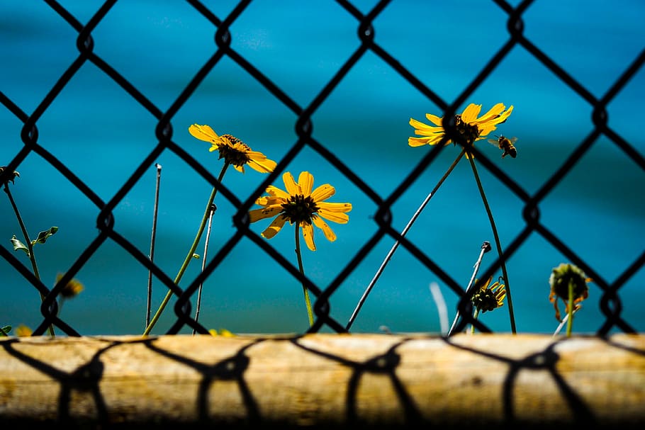 yellow sunflower behind chain-link fence, garden, plant, petal