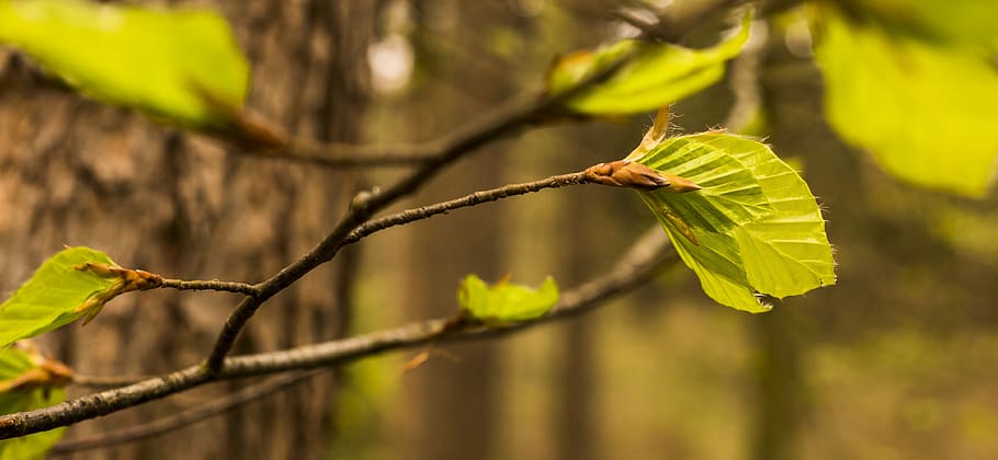 beech, beech leaf, sprout, shoots, spring, beautiful, fresh HD wallpaper