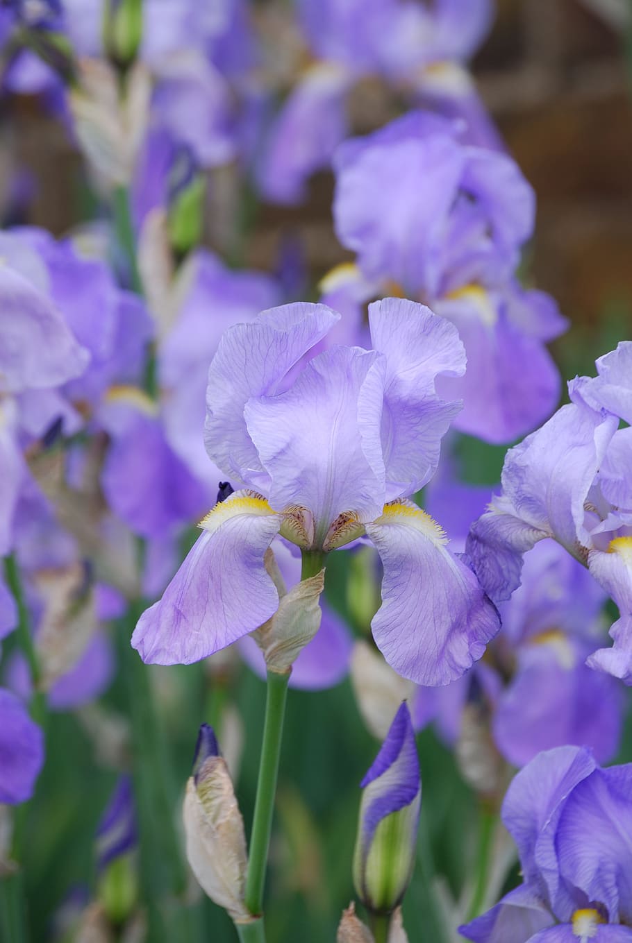 iris, plant, flower, summer, bloom, garden, flowers, nature HD wallpaper