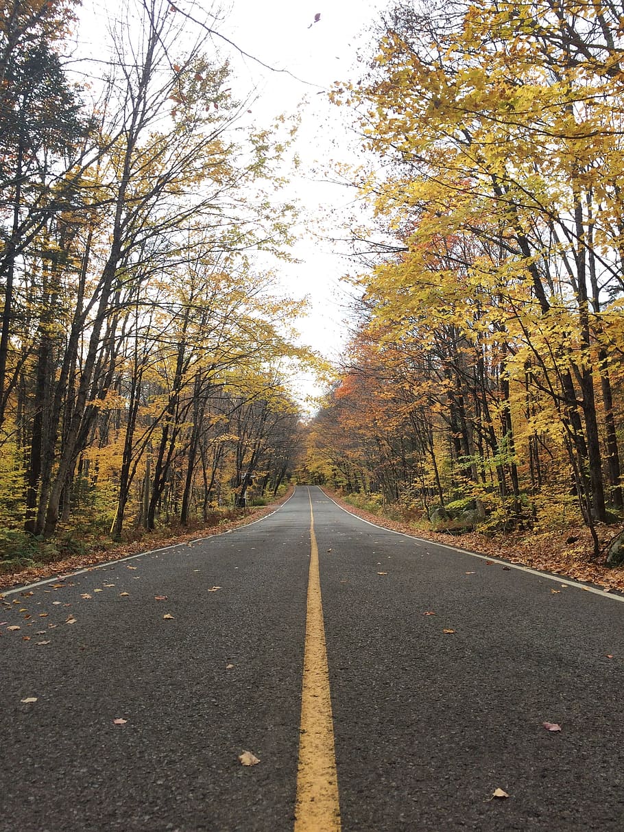 road, fall, tree, the way forward, direction, plant, transportation HD wallpaper