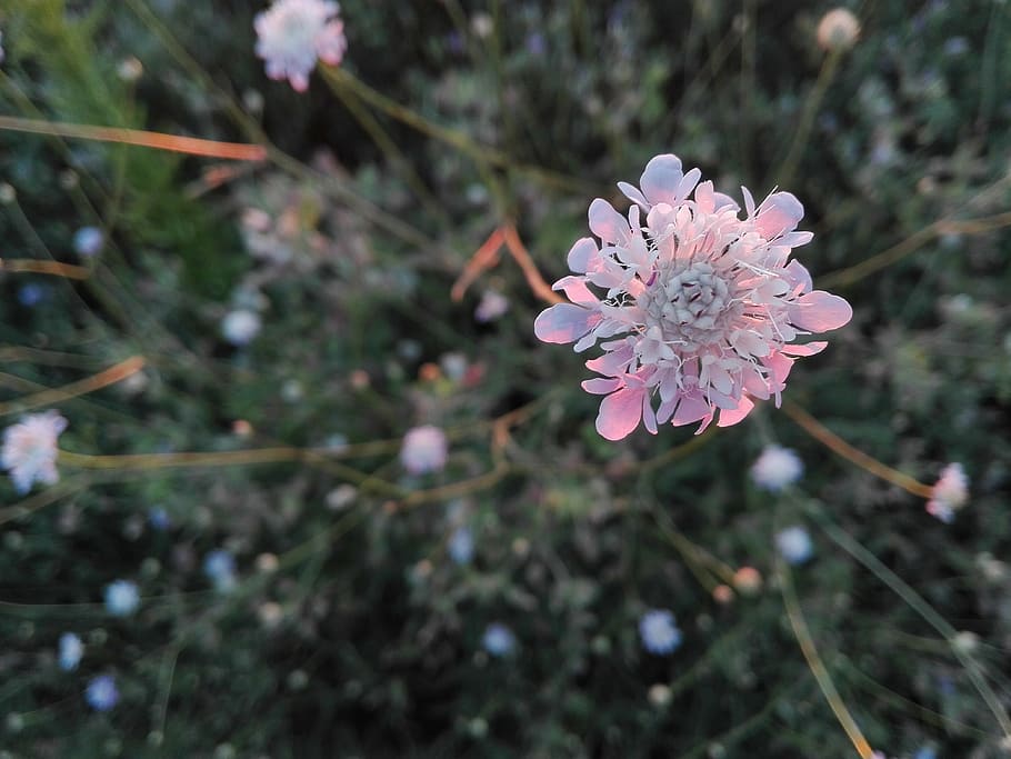 flower, plants, nature, petals, flora, garden, summer flowers HD wallpaper