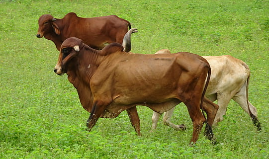 HD wallpaper: cattle, gir, breed, bull, cow, brahman, zebu, bos, domestic |  Wallpaper Flare