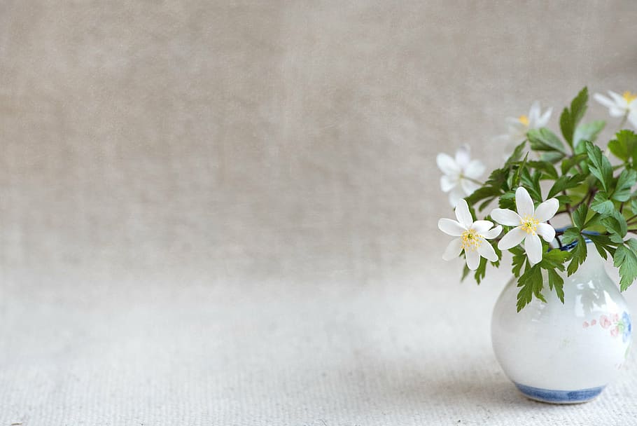 white windflower in vase, bush-windröschen, ranunculaceae, anemone nemorosa, HD wallpaper