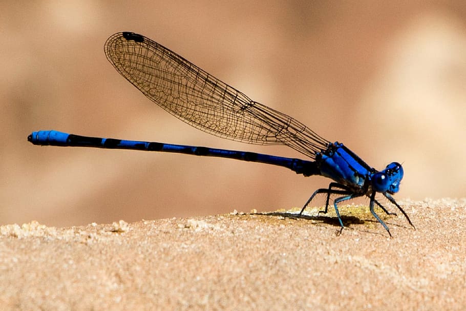 selective focus photography of blue damselfly on brown surface HD wallpaper