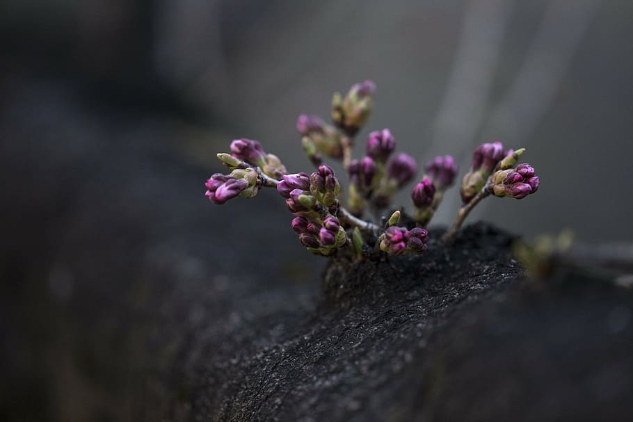 closeup photo of purple petaled flowers, violet, bloom, garden HD wallpaper