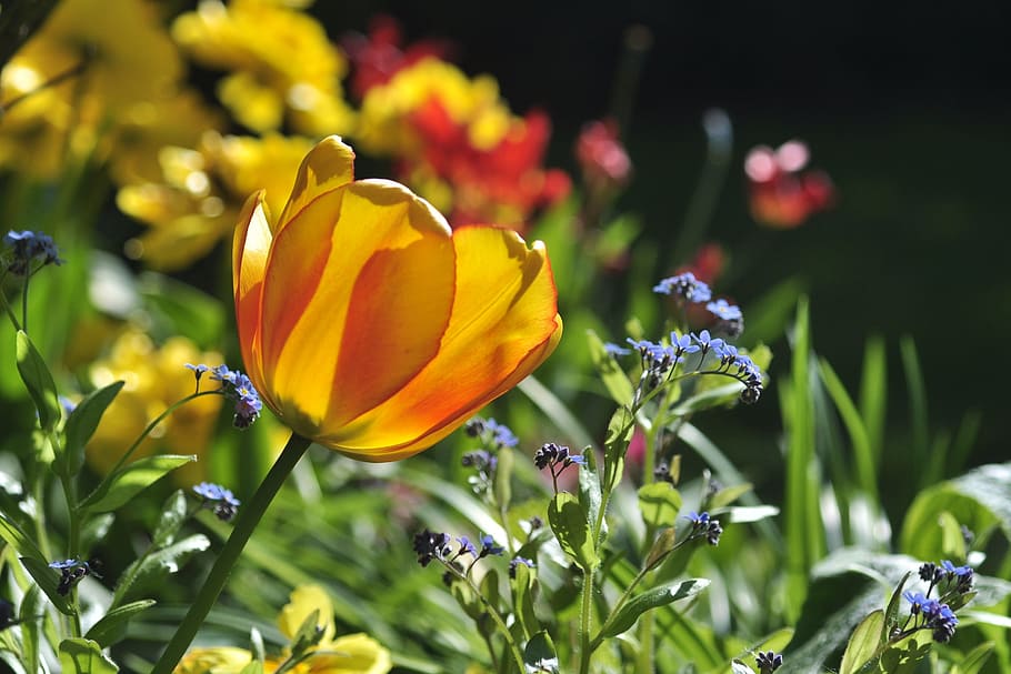 Tulip, Yellow, Spring, red, early bloomer, green, garden, color HD wallpaper