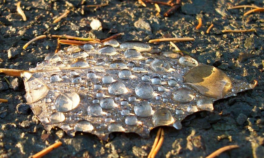 leaf, dew, drop, rain, dewdrop, close-up, no people, nature HD wallpaper