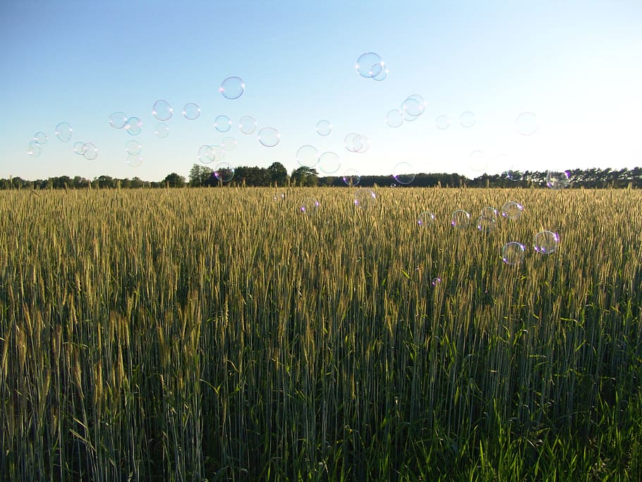Grain, Cereals, Nature, Soap Bubbles, cereal plant, agriculture HD wallpaper