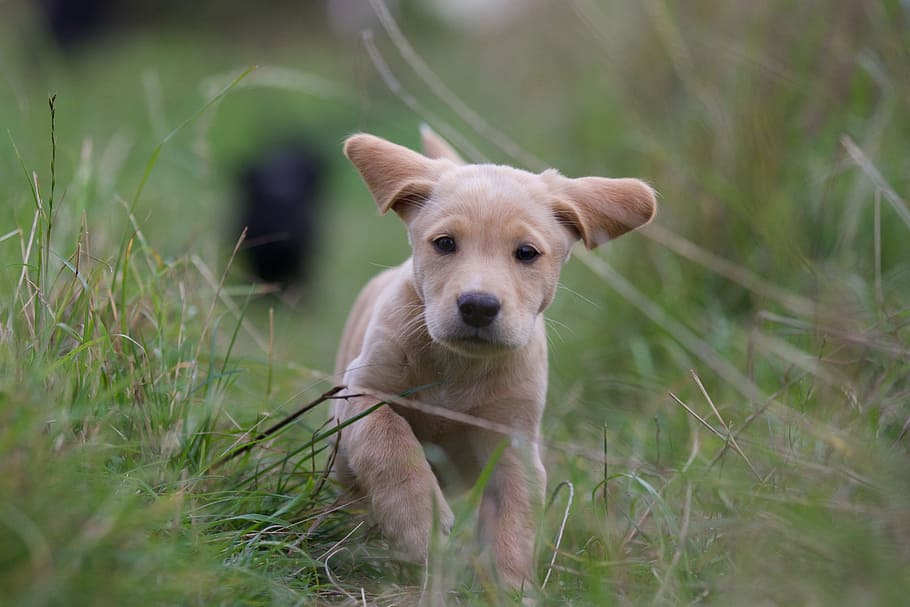 selective focus photography of yellow Labrador retriever on green grass at daytime HD wallpaper
