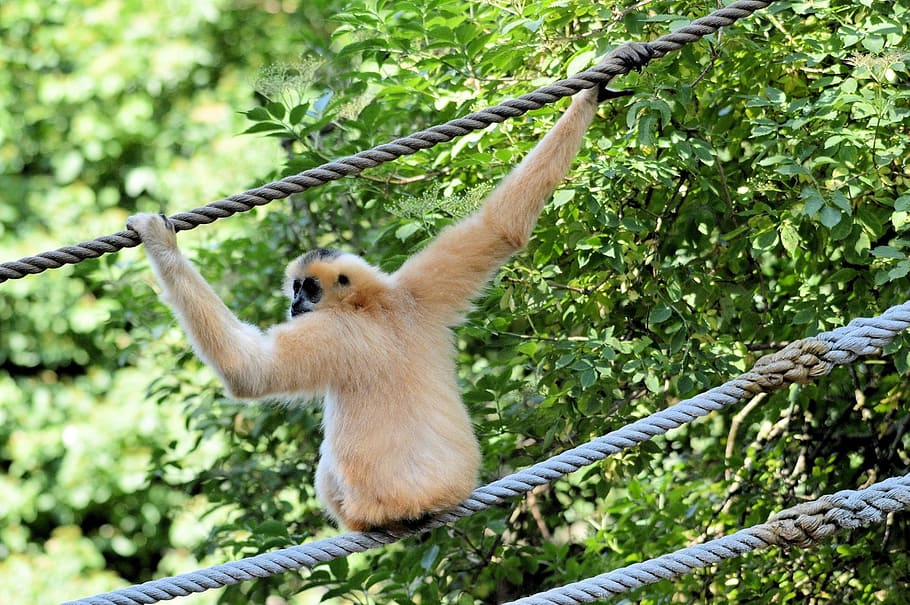 monkey, ape, gibbon, primate, animal, wildlife, zoology, mammal HD wallpaper