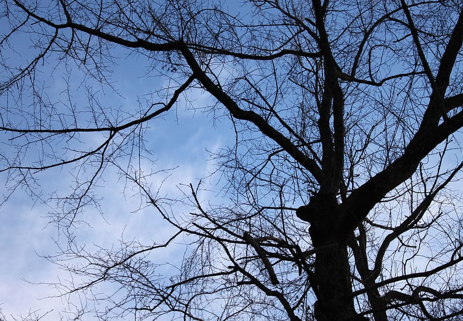 Trees, Branches, Silhouette, Top, Dark, black, stems, dried HD wallpaper