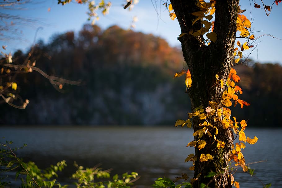 selective focus photo of yellow leaf trees near lake, shallow focus photography of tree HD wallpaper