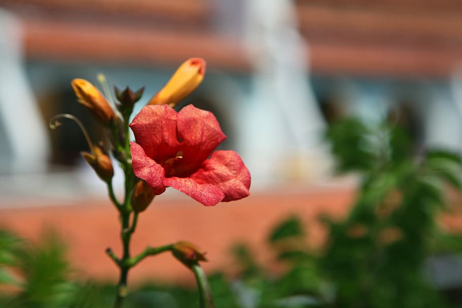 background, bloom, blooming, blossom, bright, color, detail HD wallpaper