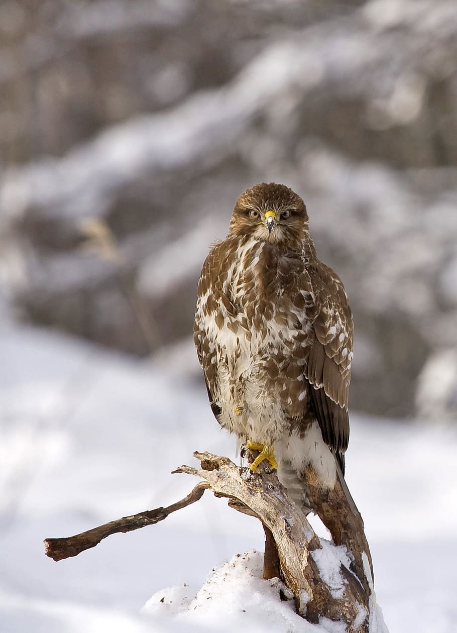 shallow focus photo of gray and brown bird, buzzard, buteo buteo, HD wallpaper