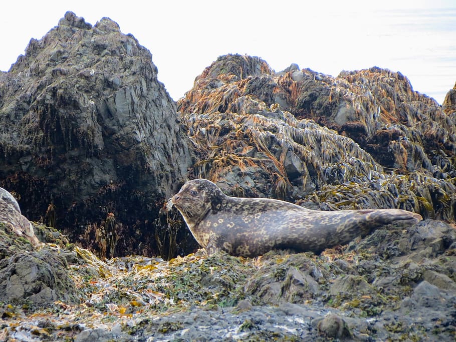 seals, larga, rookery, weed, kelp, coast, sea ​​stones, HD wallpaper