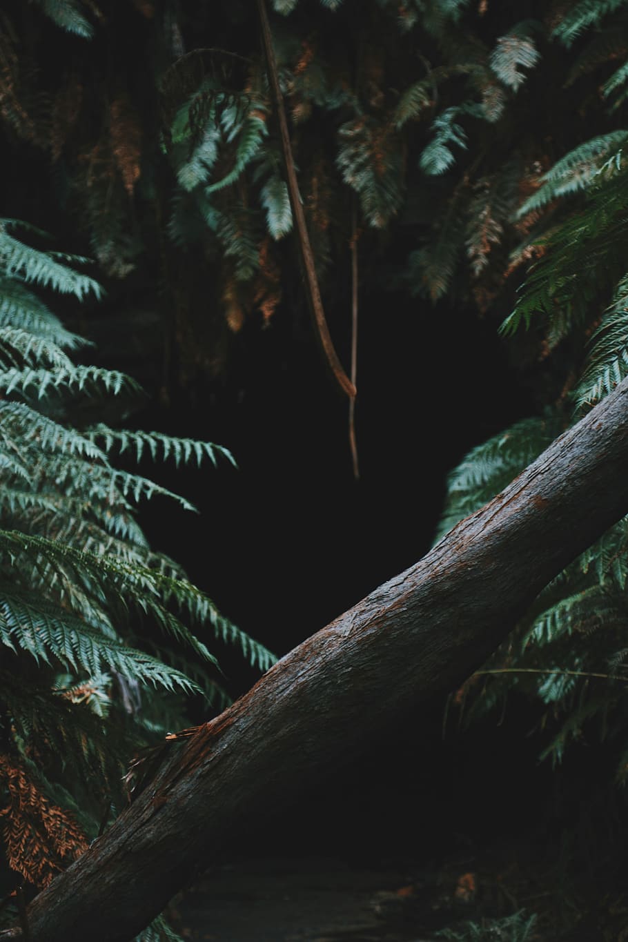 photography of tree at daytime, untitled, fern, trunk, forest HD wallpaper