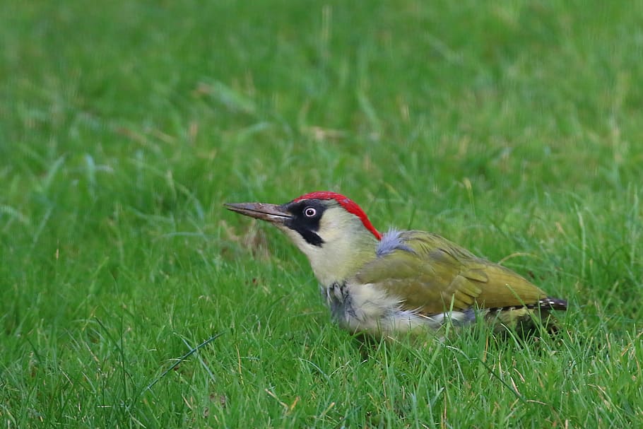 essex, bird, green woodpecker, outdoor, wildlife, vertebrate