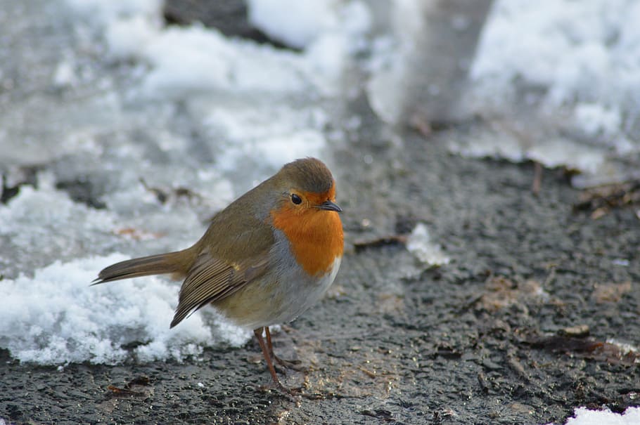 European robin, bird, red robin, animal themes, one animal HD wallpaper