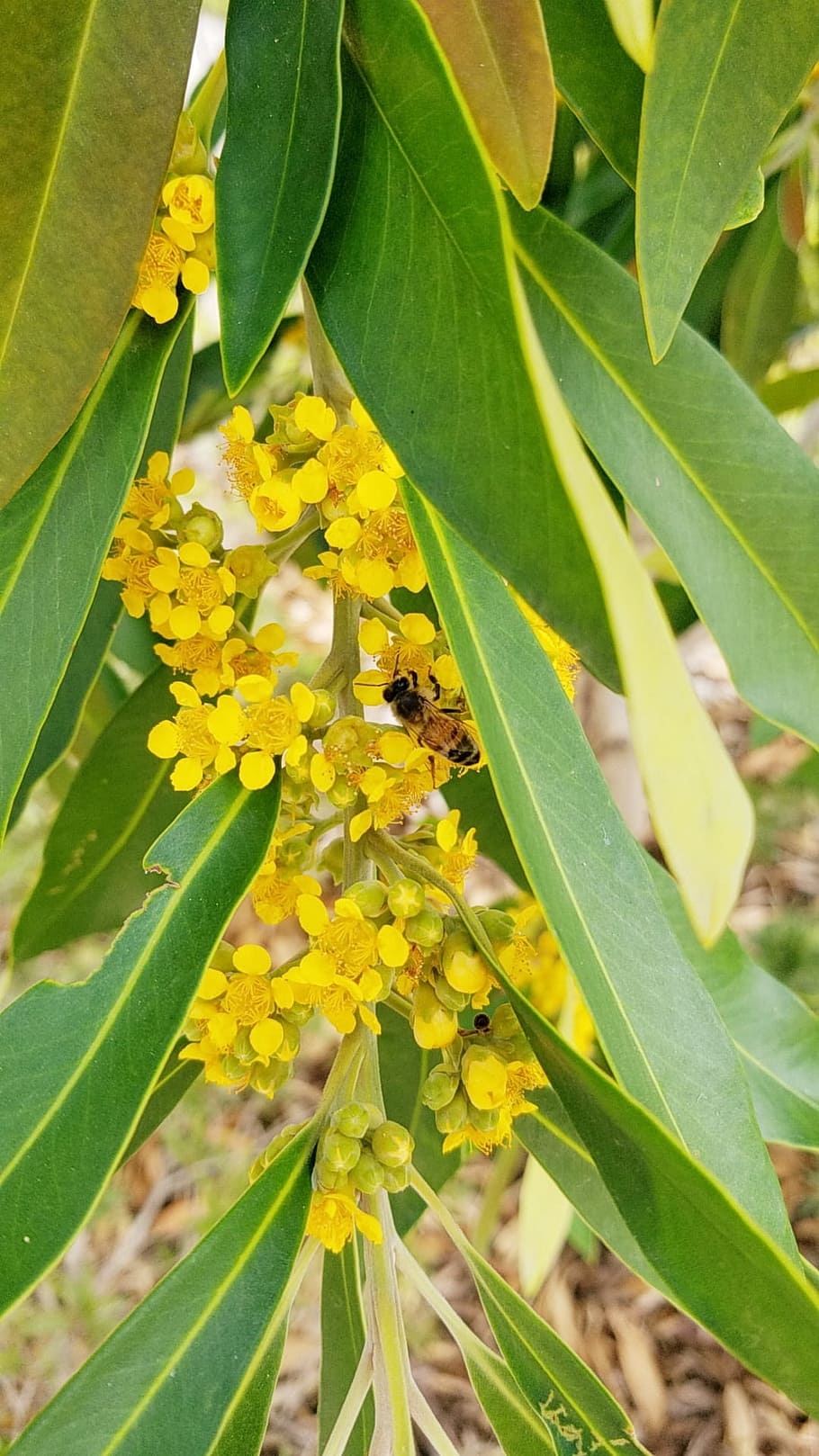 flora, nature, leaf, flower, summer, bee, pollination, australia HD wallpaper