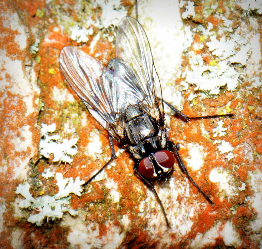 fly, macro, animal, bug, animal themes, animal wildlife, animals in the wild HD wallpaper