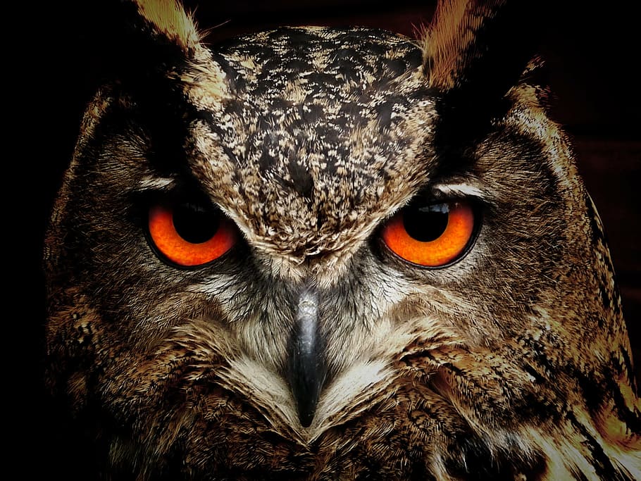 closeup photography of brown and black owl, bird, eyes, eagle owl HD wallpaper