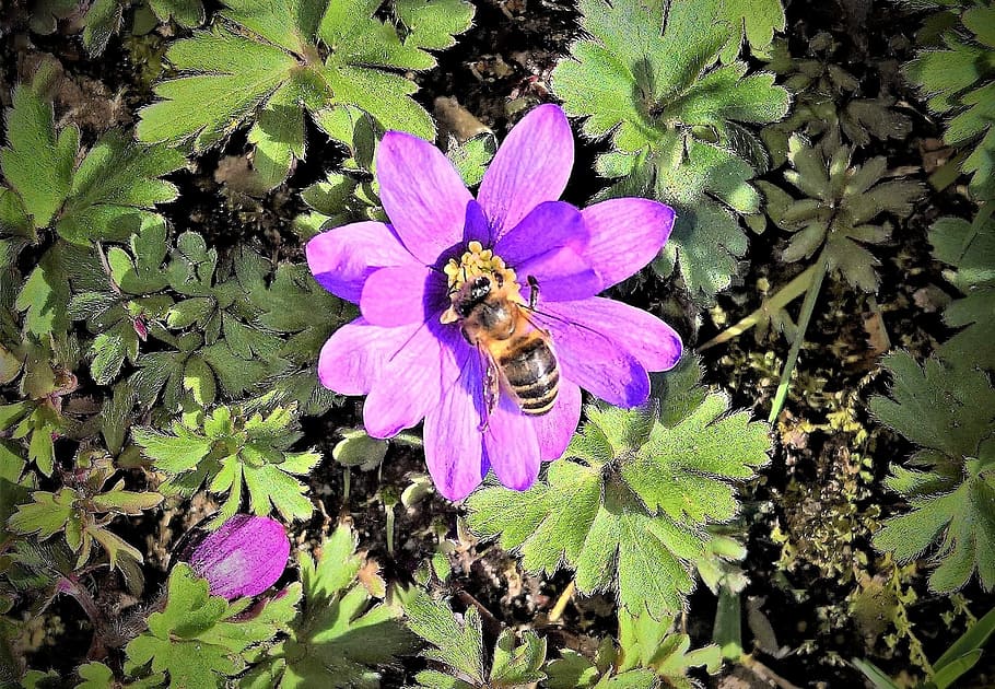 flower, blue anemone, wood anemone, honey bee, insect, spring flower