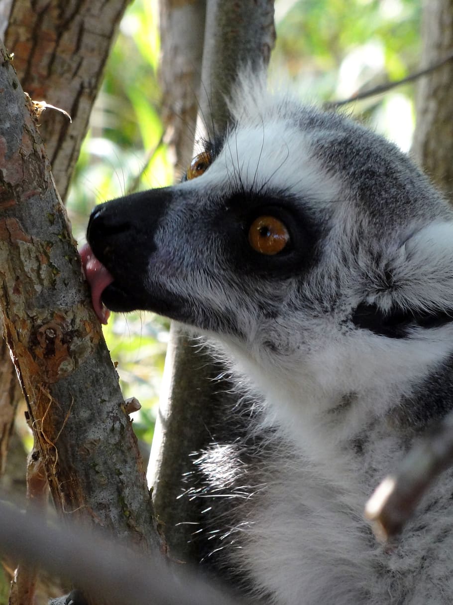 licking, expensive, fun, nature, animal, wildlife, lemur, animals In The Wild HD wallpaper