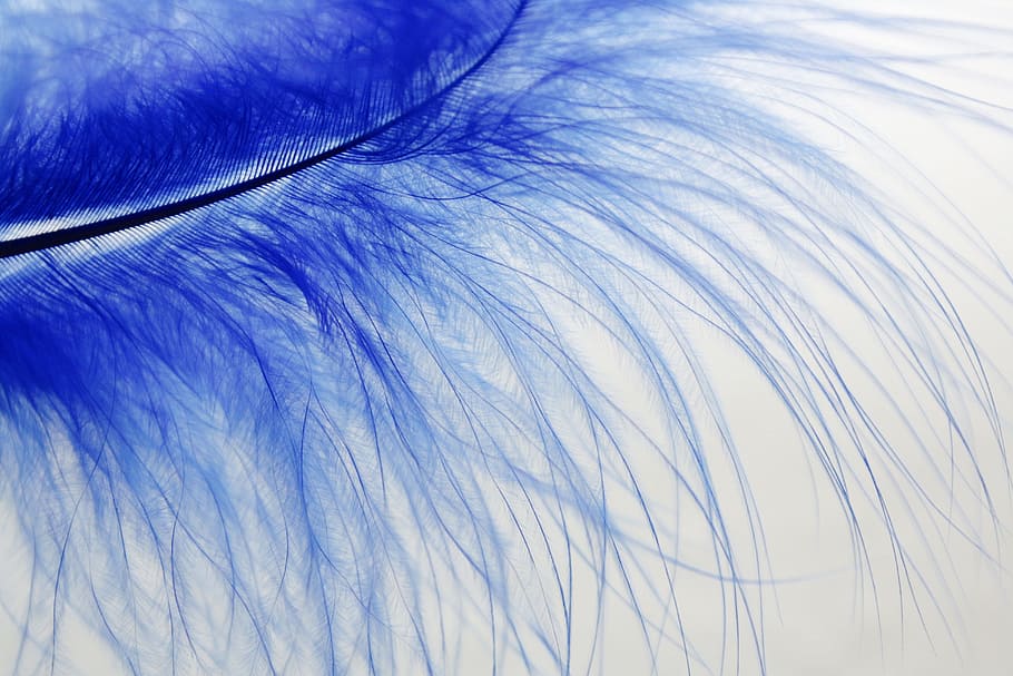 blue feather macro photography, spring, colored, close-up, no people HD wallpaper