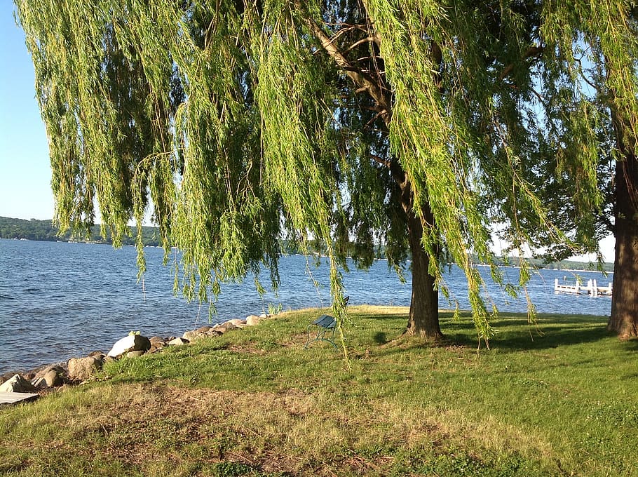 willow tree, wind, lake, geneva, wisconsin, shore, plant, water HD wallpaper