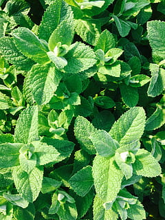 peppermint, plant, tee, drink, summer, garden, kitchen, cosmetics HD wallpaper