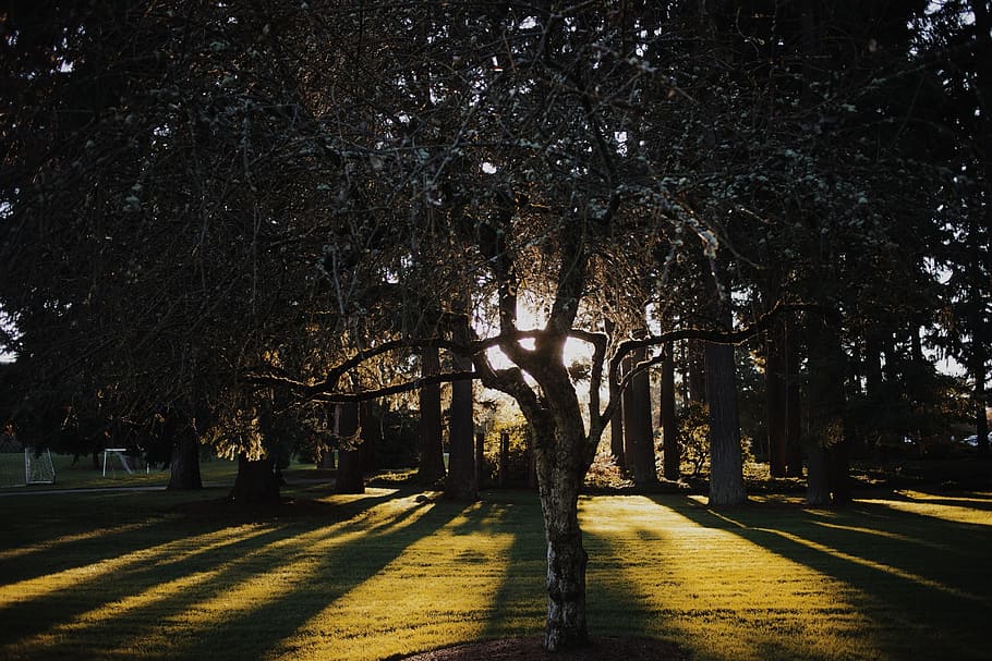 trees, park, grass, shadows, plant, nature, land, growth, beauty in nature HD wallpaper