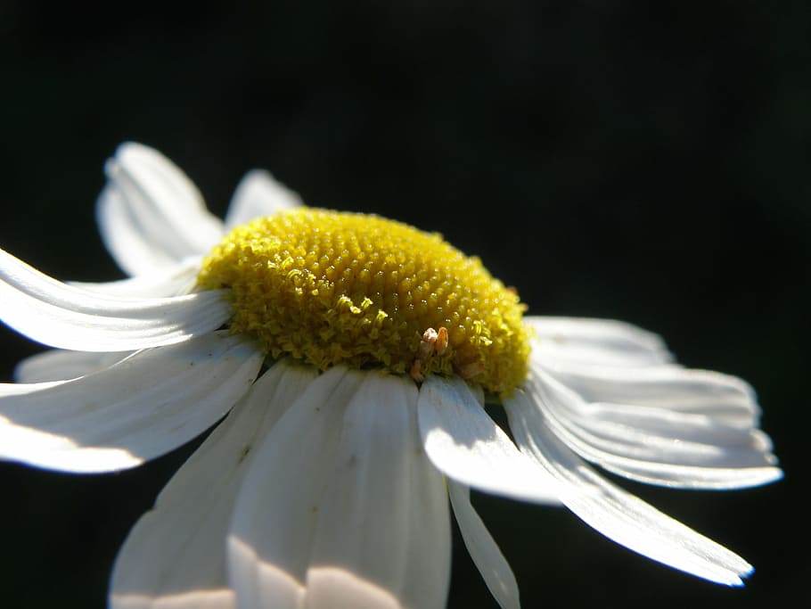 daisy, flower, white, flowering plant, freshness, fragility HD wallpaper