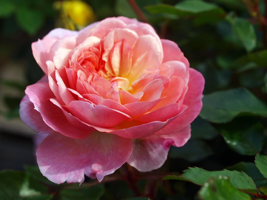 flower, flora, rose, nature, leaf, floral, romance, flowering plant HD wallpaper