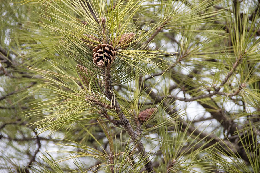 pine, cones, tree, nature, pine cone, needle, evergreen, landscape HD wallpaper