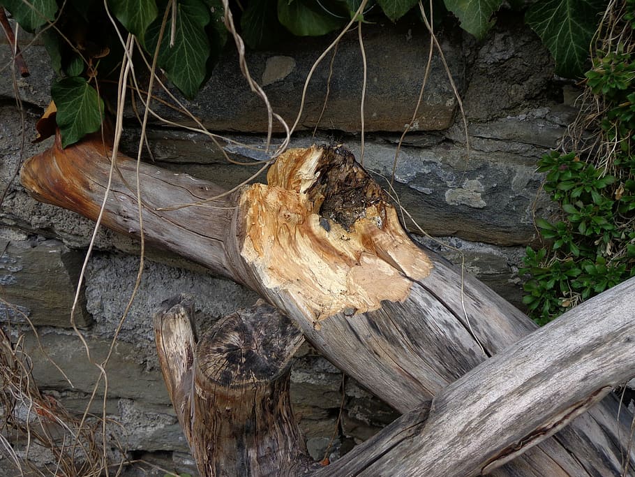 wood, old, branch, tree, wood - material, forest, no people HD wallpaper
