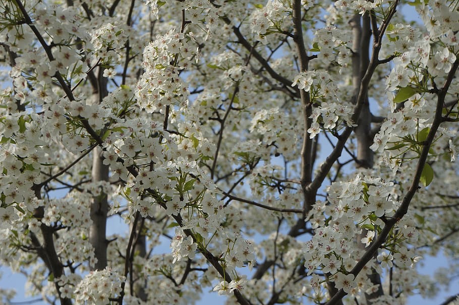 tree, white buds, white blossoms, spring, plant, branch, flowering plant HD wallpaper