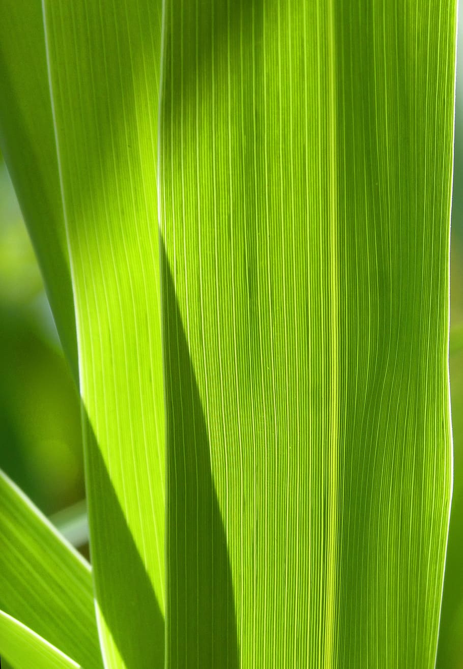leaf, nerves, american cane, background, texture, translucent HD wallpaper