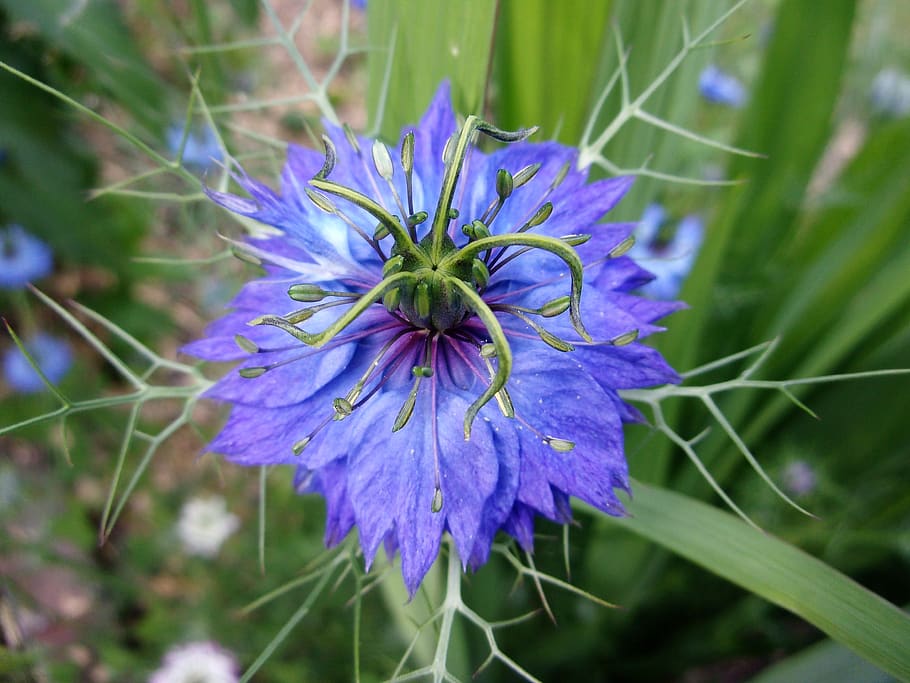 damascus nigella, flower, blue flower, garden, summer, nature, HD wallpaper