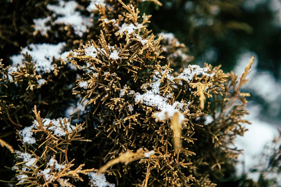 closeup photo of leaves covered with snow, selective focus photography of dried grass coated with snow HD wallpaper